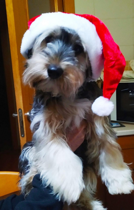 Una foto de Rocky de estas Navidades.