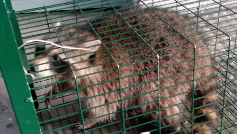 Mapache encontrado en Pinto.