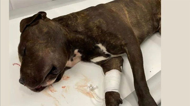 Santa, el perro que fue lanzado desde un quinto piso.