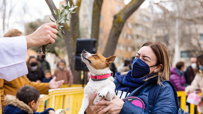 Un perro recibe la bendición en la celebración de San Antón de 2022 | Ayuntamiento de Pinto