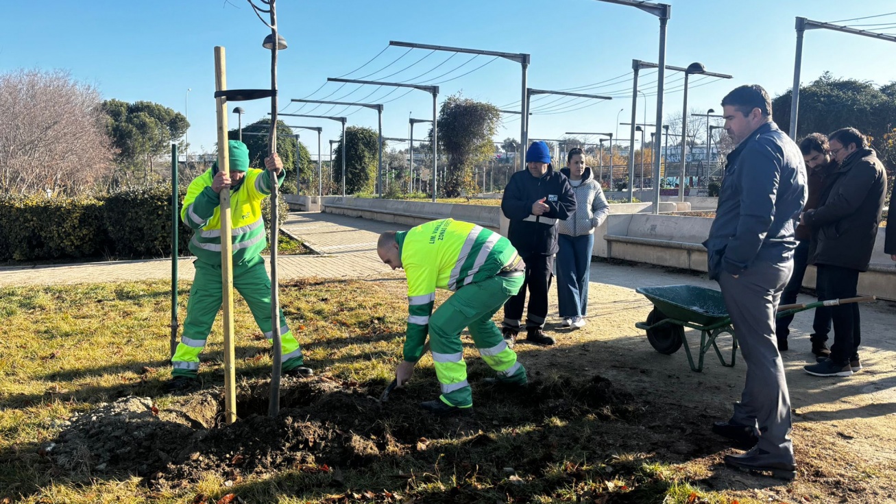 Los trabajadores de FCC replantan los árboles bajo la atenta mirada del alcalde, David Conde. Los trabajadores de FCC replantan los árboles bajo la atenta mirada del alcalde, David Conde.