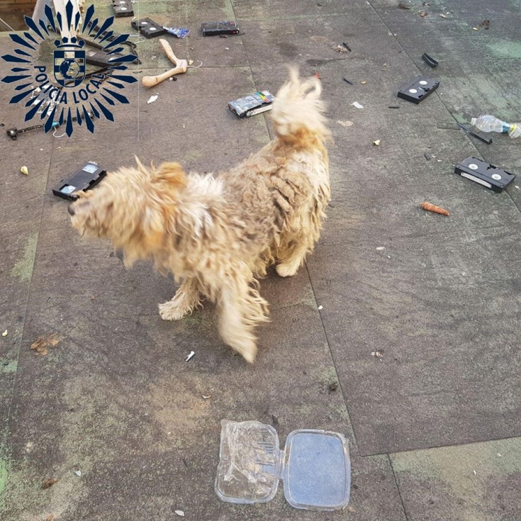 Imagen del animal difundida por Policía Local.