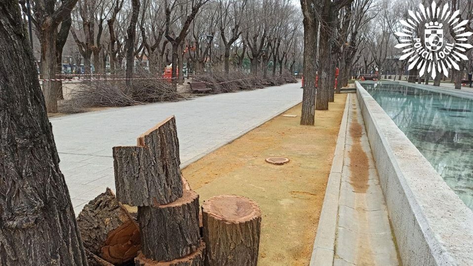 Árboles podados del parque Egido.