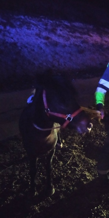 Poni rescatado.
