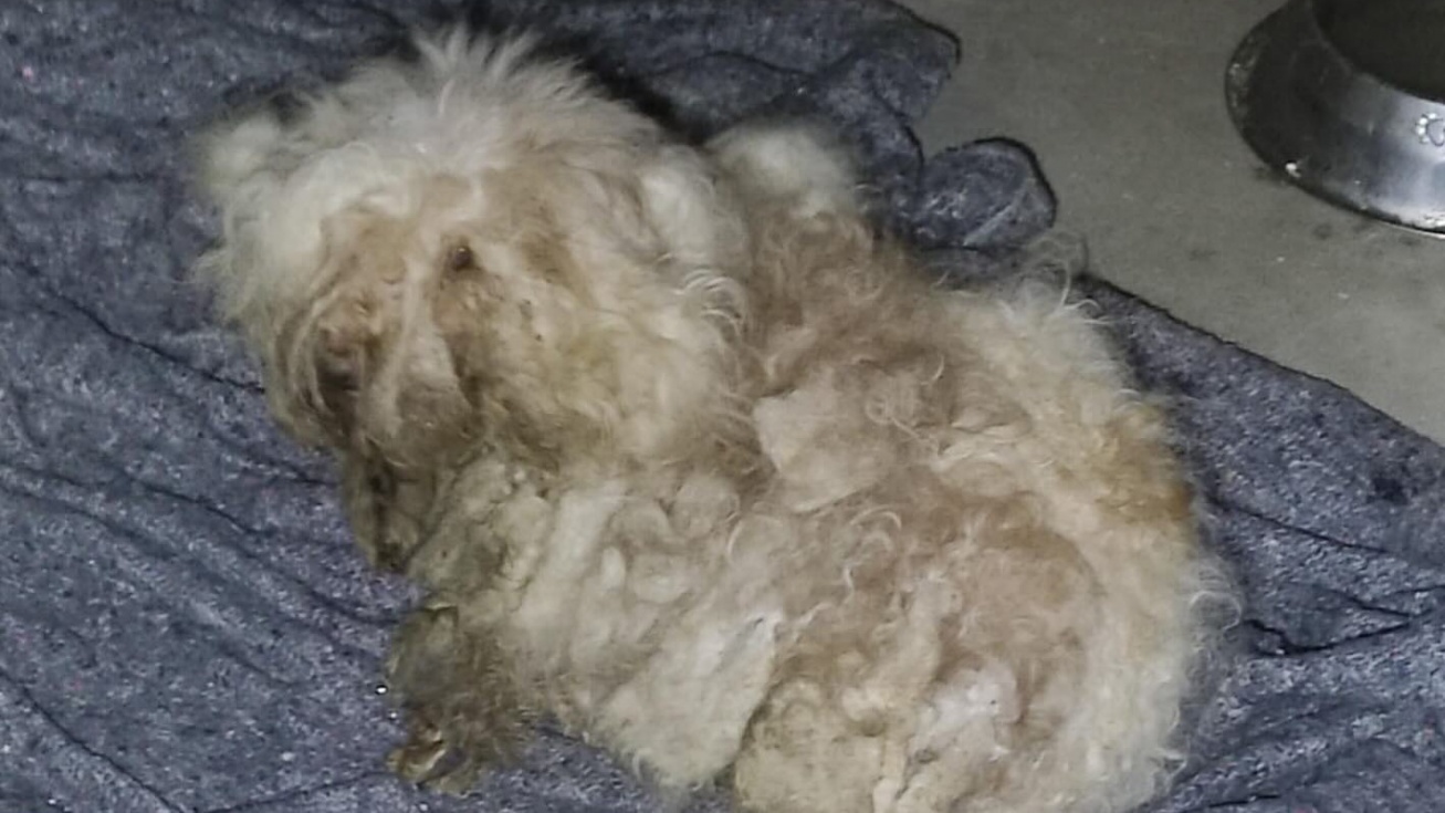 Uno de los cinco perros abandonados en San Martín de la Vega | Policía Local de San Martín de la Vega