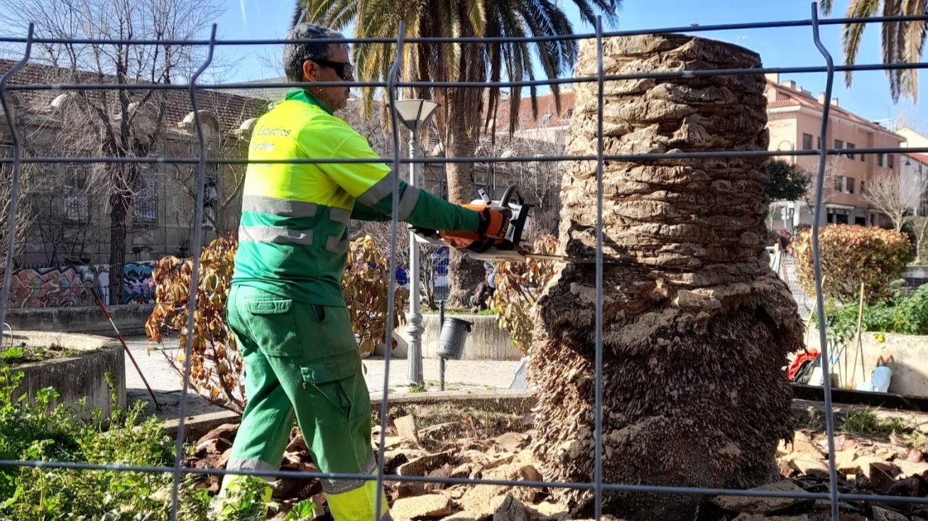 La tala de la primera de las palmeras afectadas por la plaga.