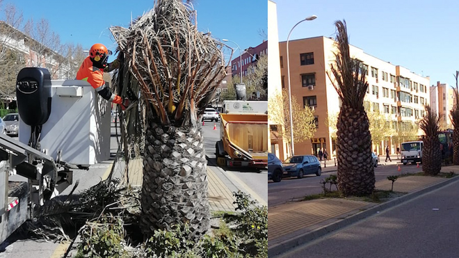 Operarios del Ayuntamiento de Valdemoro arreglan las palmeras.