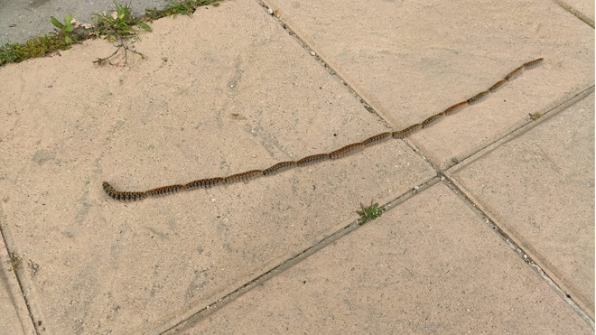 Procesionarias en la calle Matilda Salvador de Pinto.