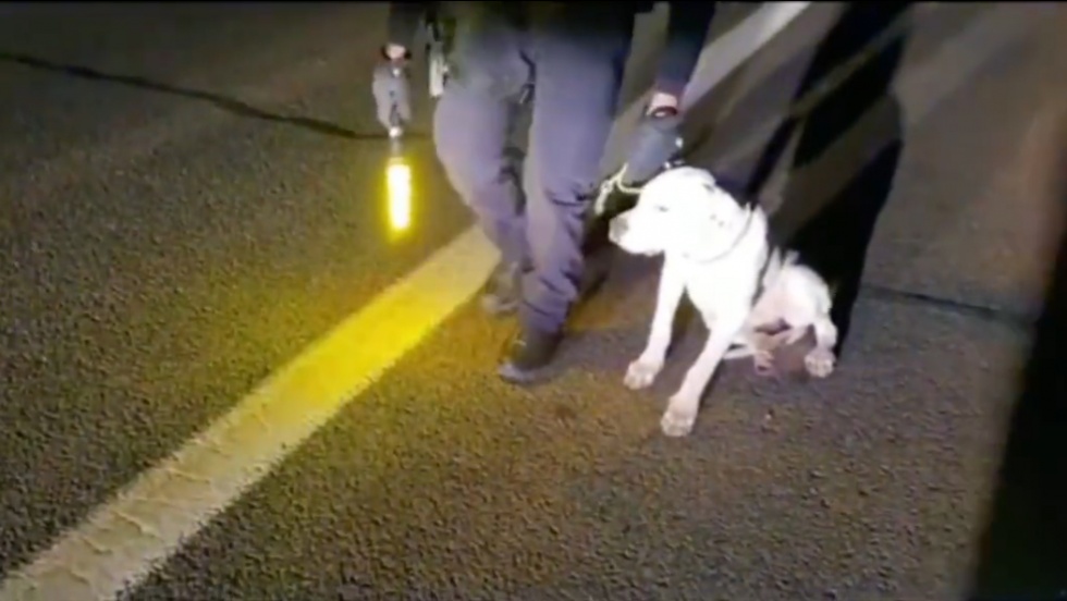 El perro herido en la M-423, junto a uno de los agentes | Policía Local de Valdemoro