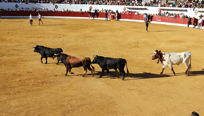 Festejos taurinos en Ciempozuelos.
