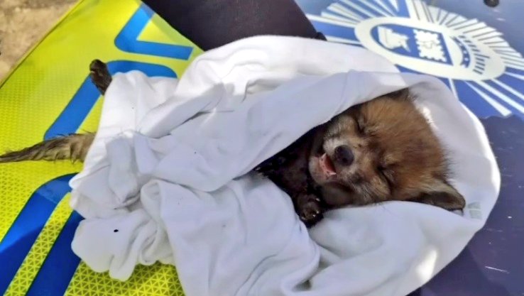 El cachorro de zorro encontrado en San Martín de la Vega.