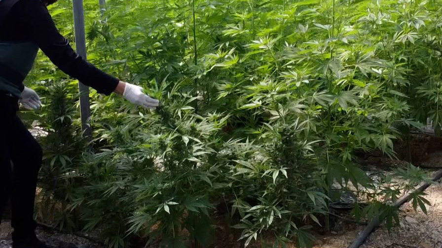 Imagen de archivo de una plantación de marihuana localizada por la Guardia Civil.