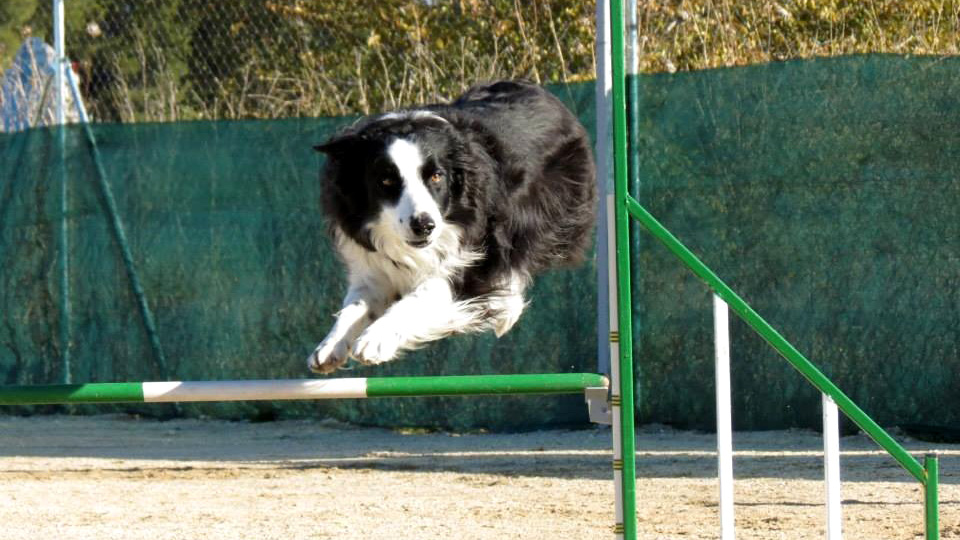 Club Agility de Pinto.