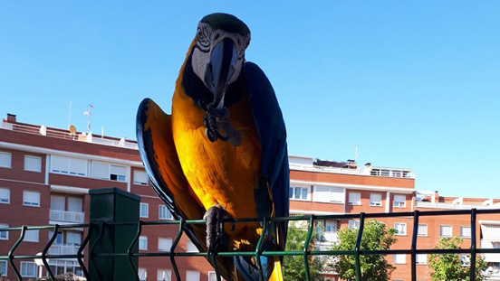 Coco en una de las urbanizaciones del barrio de El Rest&oacute;n | Foto de Sara DM