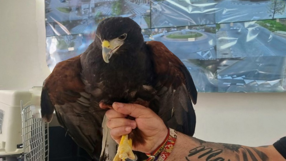 El ejemplar de águila Harris en el Centro Unificado de Seguridad.