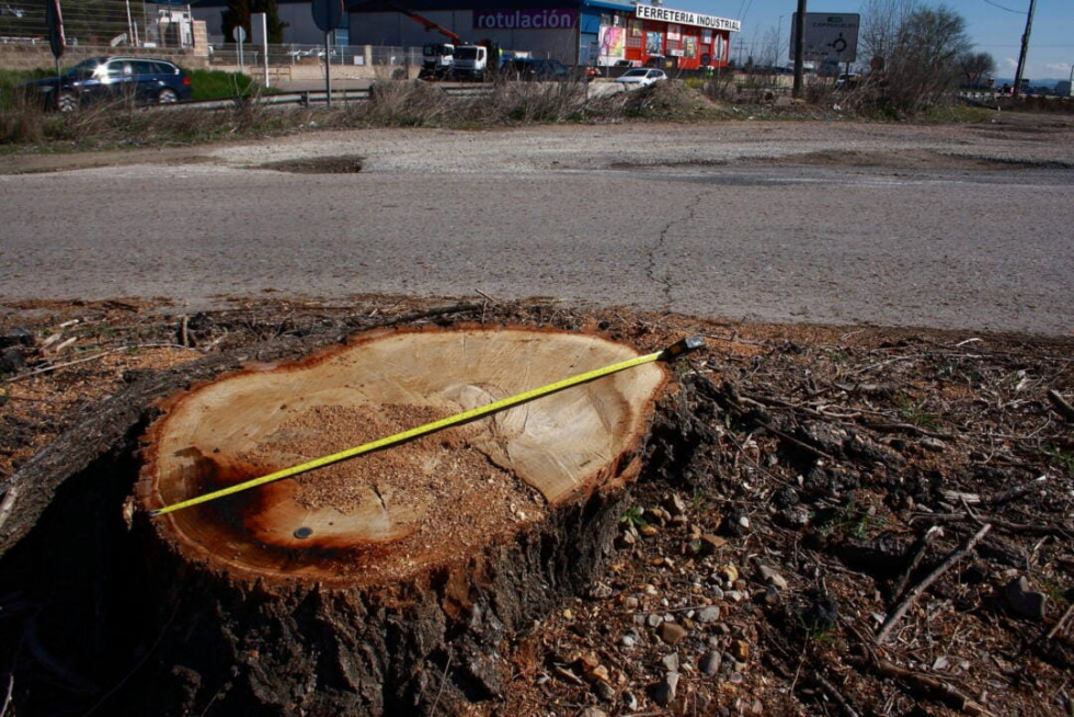 Toc&oacute;n de olmo de Siberia a la entrada de la v&iacute;a de acceso con un di&aacute;metro de 90 cent&iacute;metros.