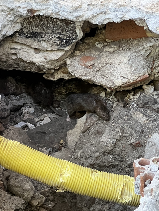 Ratas en un socav&oacute;n de la calle Naci&oacute;n Dominicana.