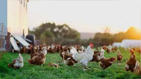 Activistas llaman al boicot de productos de Dia por uso de huevos de gallinas enjauladas