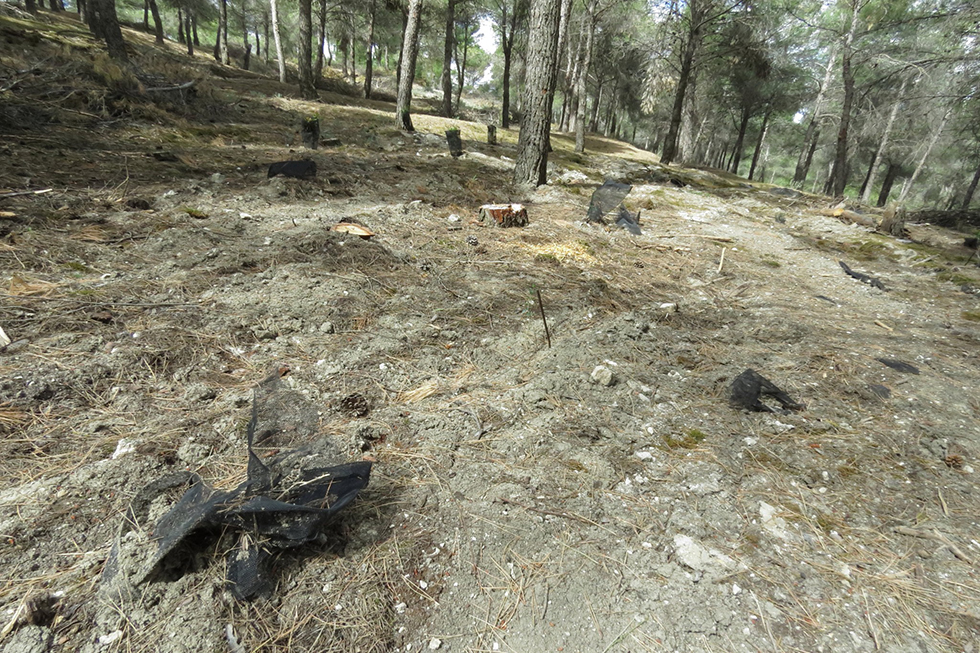 Ecologistas en Acción denuncia daños en repoblaciones forestales en el Cerro de la Mira de Valdemoro