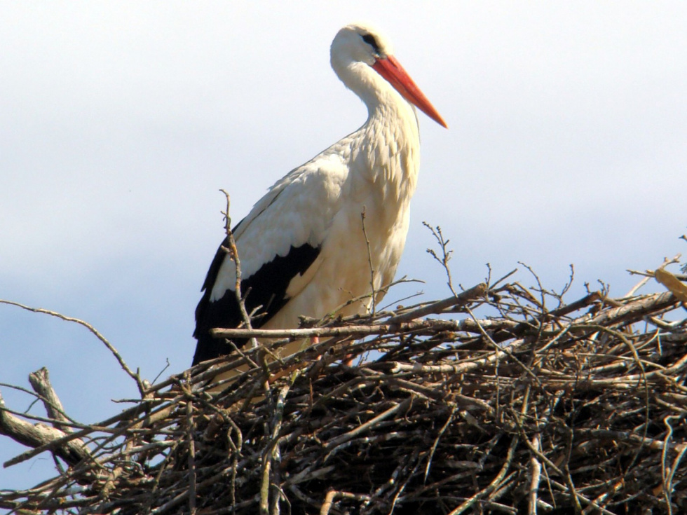 Cigüeña en su nido.