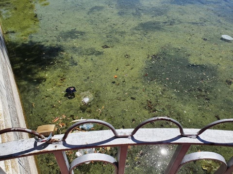 Estado del lago Juan Carlos I | Imagen: @pintodenuncia.