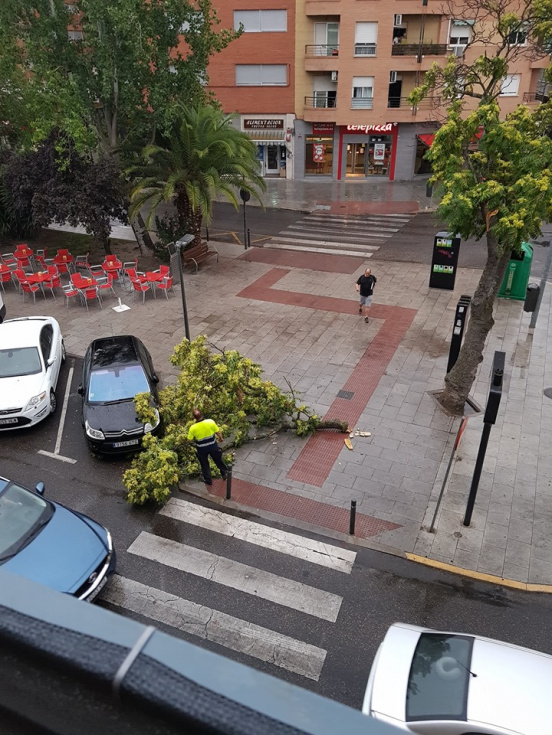 Rama caída en la avenida de España | Imagen: Rafael Hernández.