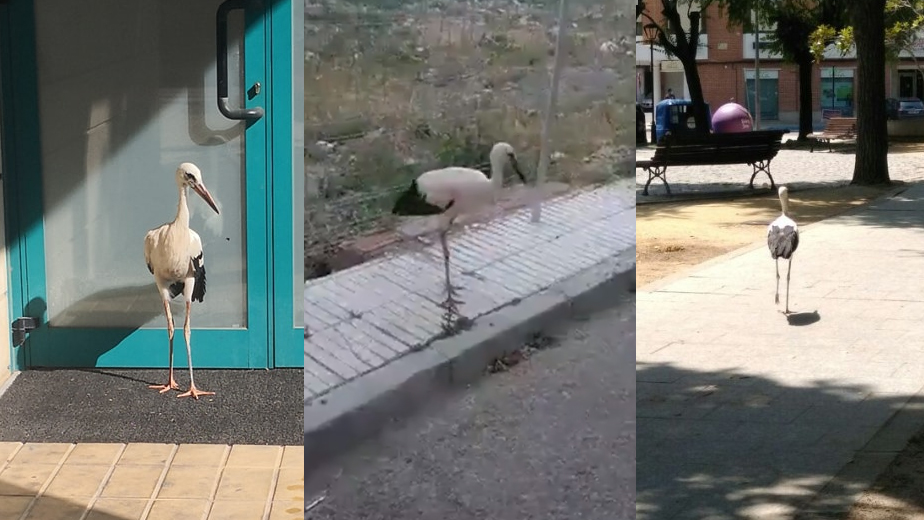 La cig&uuml;e&ntilde;a andarina de Pinto, fotografiada en diferentes zonas de la localidad.