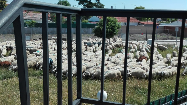 Ovejas pasando por el camino de Valdemoro en San Martín de la Vega.