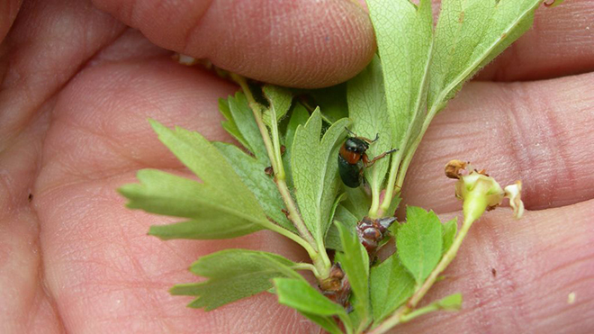 Ejemplar de la chilotomia oberthuri.