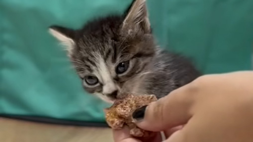 Fotograma del vídeo difundido por la asociación. En él aparece uno de los gatos abandonados.
