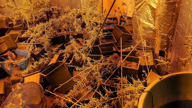 Cultivo ilegal de marihuana en Ciempozuelos. | Foto: Policía Local de Ciempozuelos.