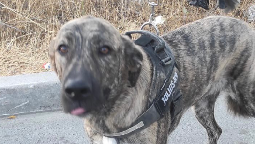 Julius, el perro que se perdió en la calle San Sebastián de Valdemoro|Foto: Policía Local de Valdemoro.