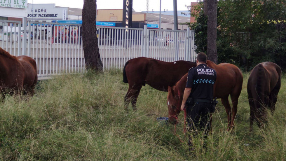 La Policía Local de Fuenlabrada con los cuatro caballos.