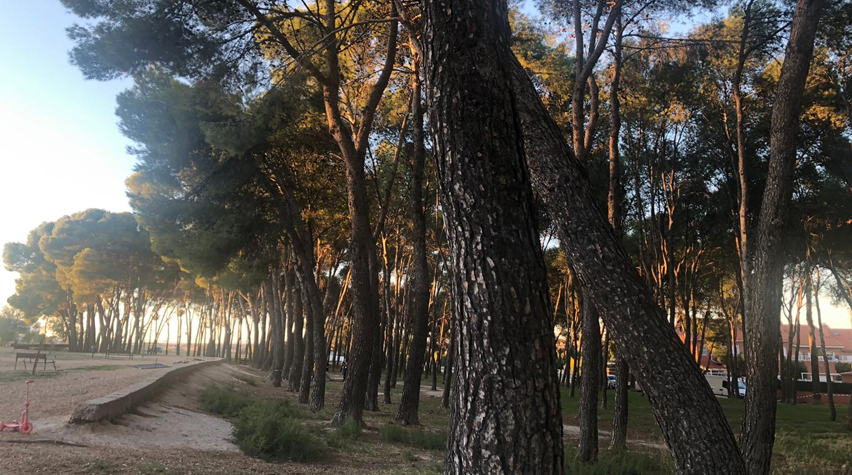 El Pinar de Ciempozuelos.