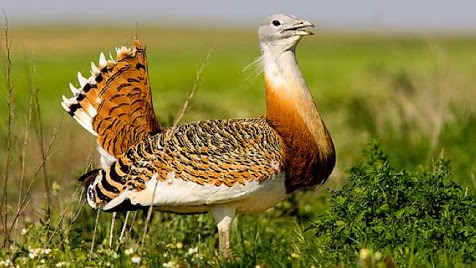 La avutarda es una de las aves en peligro según Ecologistas en Acción