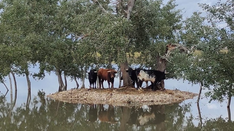 Los cinco toros de la ganadería de Ciempozuelos, en el islote | Rubén Chacón
