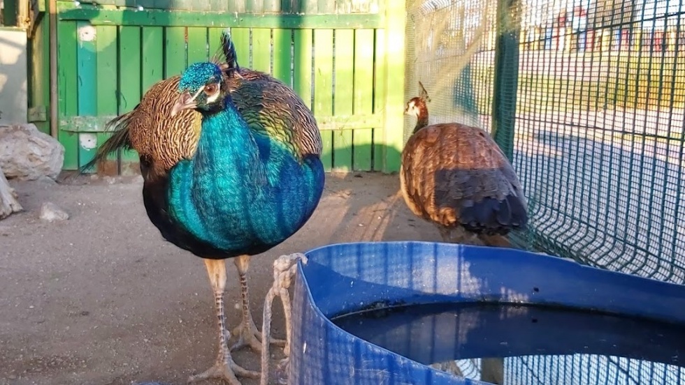 Pavos en la pajarera del parque municipal de Pinto.