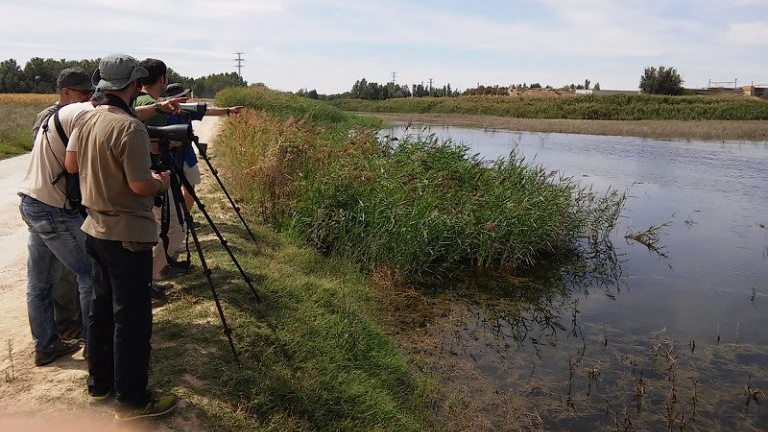 El grupo ornitológico SEO Montícola, observando aves en Los Albardales | Virginia de la Torre
