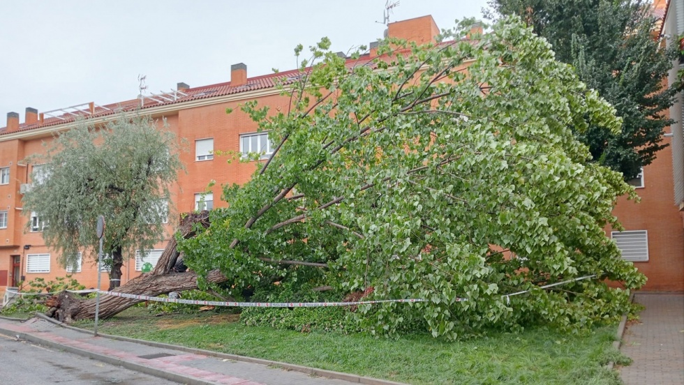 Árbol caído en Ciempozuelos tras el paso de la DANA.