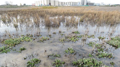 Encharcamiento en la parcela agrícola "Verdales", junto al polígono industrial Valmor | Ecologistas en Acción-Espartal de Valdemoro