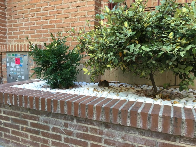 Una rata a plena luz del día en Pinto.