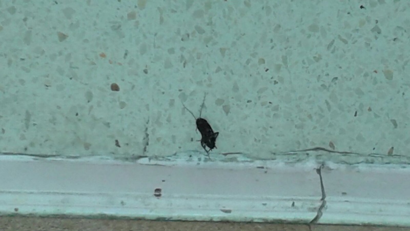 Una de las imágenes que demuestran la presencia de cucarachas en el CEIP Las Artes.