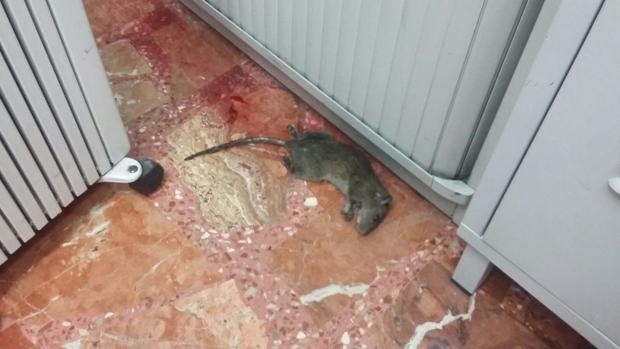 La defensora del pueblo solicita “medidas urgentes” contra la plaga de ratas del cuartel de la Guardia Civil de Pinto.