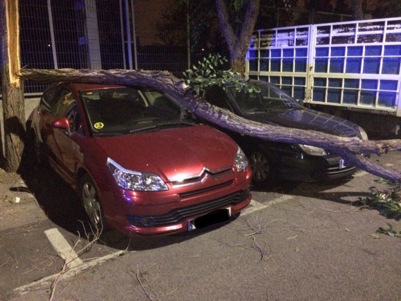 La fuerte tormenta deja numerosas ramas caídas por todo Pinto.