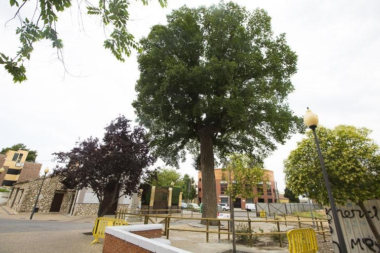 Instalada una tranqueta de seguridad en el olmo centenario de Pinto.