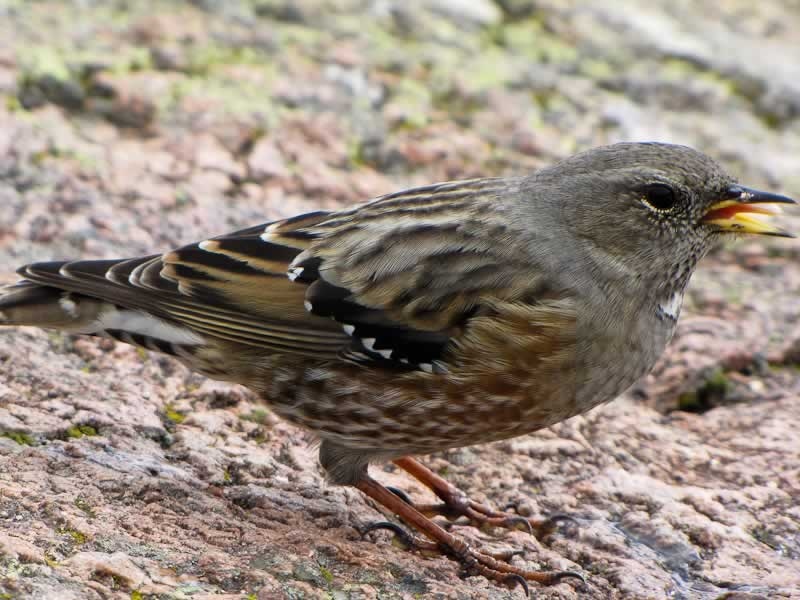 Ecologistas en acción celebra el Día de las aves en Pinto.