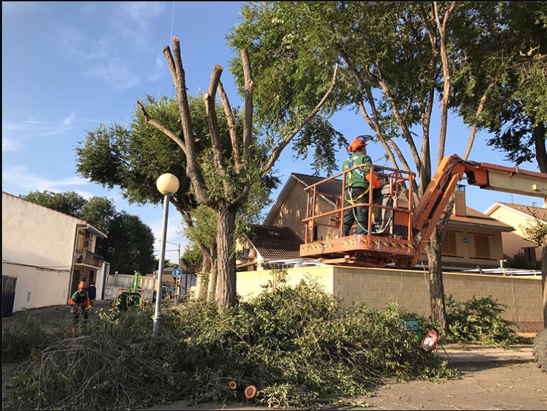 Plan especial de poda en San Martín de la Vega.