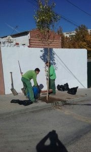 San Martín de la Vega lleva a cabo la plantación de 120 árboles.