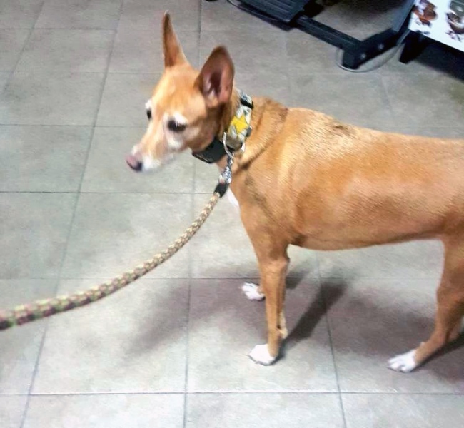 Detenida una persona por intentar ahogar a su perro y agredir a dos agentes.