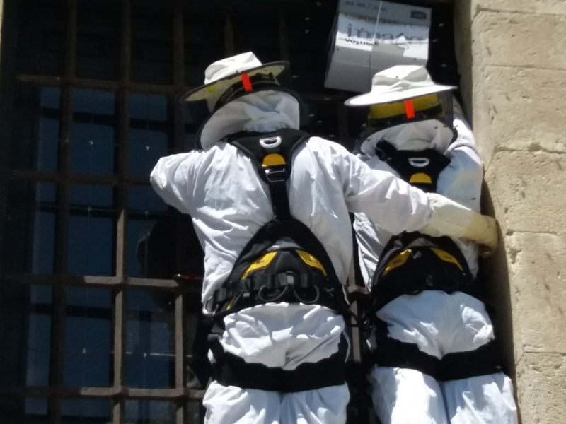 PIMER-Protección Civil de Pinto retira un enjambre de abejas.